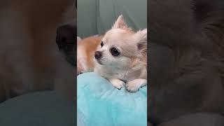 Pretty Little NANA # #oldies #nana #dog #chihuahua