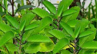 Spiritual Uses of Leaf  Of Life