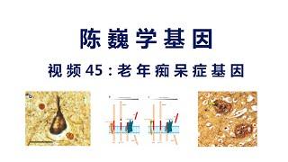 【陈巍学基因】视频45：老年痴呆症基因