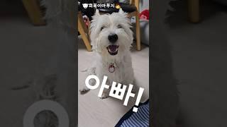 산책 다녀와 기분이 째진 희복이!🩵 #westie #화이트테리어 #puppy #dog