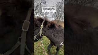 Helping a mini mule through fear!