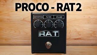 ProCo - Rat 2