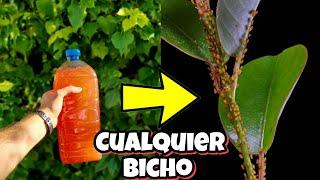 El AGUA que MATA y ELIMINA cualquier BICHO de tus PLANTAS ! Insecticida casero | Huerto y Jardín