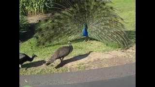 Peacock Mating 6