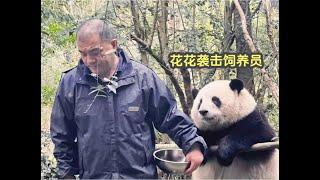 hehua huahua Giant panda 大熊猫花花袭击饲养员，熊猫界最温柔的小熊，成了实习生入门练手专用熊