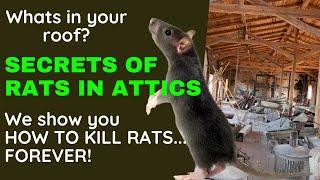 Not squirrels in your attic! RATS in your loft?