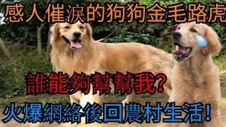 感人催淚的狗狗金毛路虎，火爆網絡後回農村生活，誰能夠幫幫我？#萌寵光陰#可爱萌宠#感人#暖心#动物世界#宠物分享#甜美#开心#成长计划#汪星人#喵星人#训练#毛孩子#训犬#训狗#流浪