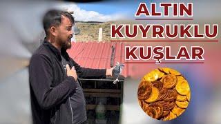 GÜVERCİNLERİN KUYRUKLARINA ALTIN TAKAN ADAM - BERAT GÜNEY KÜMES ZİYARETİ OYUNKUŞU UÇUMU