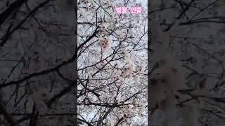 #벚꽃 인증# 봄날 날씨#하늘뷰#꽃뷰#벚꽃