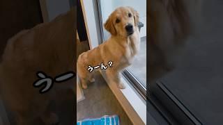 ママがベランダでなんかしてる？！#ゴールデンレトリバー仔犬 #大型犬 #ゴルパピ