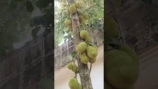 Muhammad Nabina #arabic #cover #shorts Muhammad Nabina #gojol #islqmicvideos #islamic #friday #viral