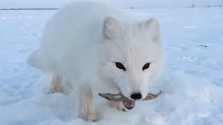 Baby Arctic Fox Steals Mans Fish