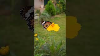 Tiger Butterfly || #butterfly #tigerbutterfly #trending #ytshorts #4k #subscribe #like #reels #boost