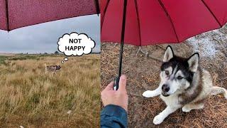 Husky's Mood Always Changes When It Rains!