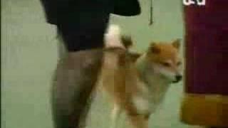 Shiba Inu: Westminster Dog Show 2007