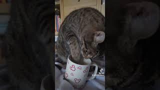 Kaffee Katze #tiktok #shorts