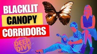 The Corridors of BLACKLIT CANOPY - What Do They Reveal?