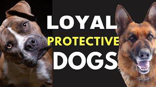 These Are Most Loyal and Protective (Guard) Dog Breeds For Family & Owners