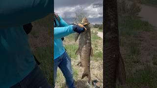 Whoa! #carp #longmont #bigone Leo Gone Fishing Mane