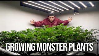 Training for 1 Pound Trees