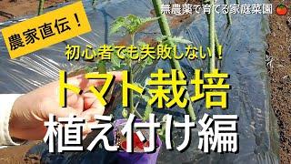 【トマトの育て方】雨よけなしでも元気に育つ！植え方のコツ【有機農家直伝！無農薬で育てる家庭菜園】　22/4/26