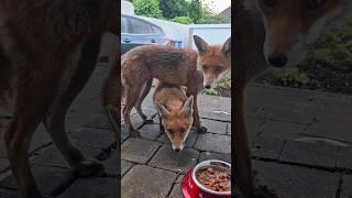 The Cheekiest Fox Cub #foxes #wildfox #animals #cute #urbanfoxes #redfox #urbanfox #wildlife #animal