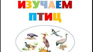 Изучаем птиц. Обучающее видео для детей