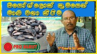 බයොෆුලක් මාළු වගා කිරීම | Biofloc Fish Farming Sri Lanka