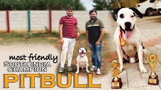 South India Champion Pitbull பிட்புல் | Friendly Pitbull Dog | Trained Dog | Prasanth 360