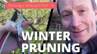 How to Start a Vineyard Part 16 - Winter Grape Pruning Double Guyot method. Good, Bad and the Ugly