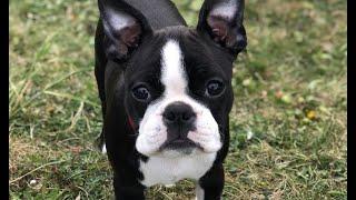 Meet Ella, the cutest Boston Terrier puppy!