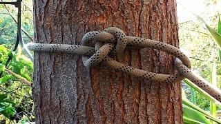 Arborist Knots - How To Tie The Running Bowline Knot