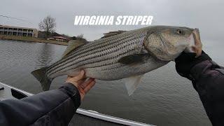 Big Lake Anna Striper January 2024