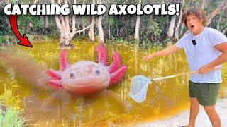 I Caught WILD AXOLOTLS For My AQUARIUM!