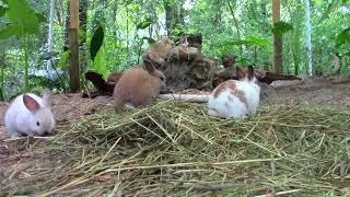 Rabbits Playing on a Southern Spring Day