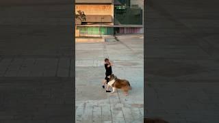 Luba&Ralph ️ #dance #music #edm #trance #pets #collie #lovestory #dog #dogshorts