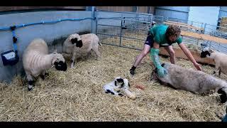 LAMB STUCK and SHEEP NEEDS HELP FAST!  |  Swiss Valais Blacknose