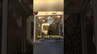 투명한 투표함을 사용하는 나라가있다?