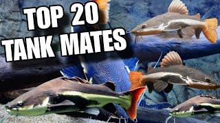 Redtail Catfish Tank Mates | Top 20 Redtail Catfish Tank Mates | Red Tail Fish