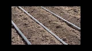 How to prepare onion  nursery | farming in Africa