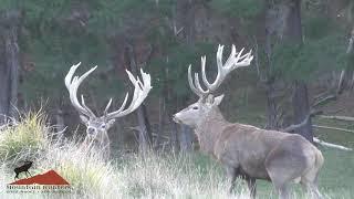 3 different class of Stags - bronze, Silver & Gold