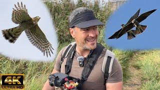 My Local Eurasian Hobby & Sparrowhawk. Canon R7 & RF 200-800mm. Raptors, 4K. Update 4