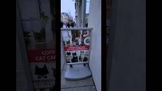 Vilnius,  Lithuania  CAT cafe