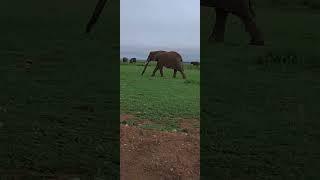 #kenya #shortvideo #safari #animals #newvideo #interesting #nature #africa #video #2023 #mountains