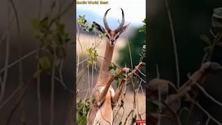 Gerenuk Gazelle: The Gazelle That Feeds from Tree Tops. #shortvideos #shortsfeed #animalworld