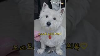 동물병원 진상 빌런 희복이!! #화이트테리어 #westie #puppy #dog