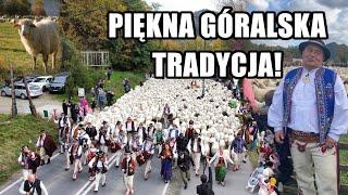 Górale przepędzili ponad 1500 owiec ulicami Szczawnicy! Czym jest redyk?