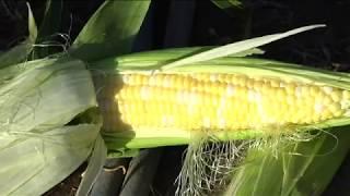 Eliminate Corn Ear Worms by using Spinosad - Anderson's Seed & Garden