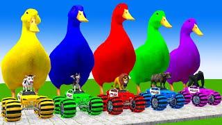 5 Giant Duck Cartoon, Cow, Elephant, Tiger, Dinosaur, Paint Wild Animals Crossing Fountain Animation