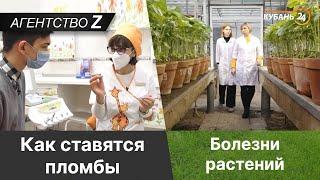 Агентство Z | Как ставятся пломбы | Болезни растений